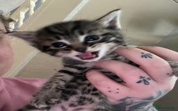 Ragdoll cats for sale: 4 ragdoll cross kittens  - Image 2