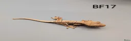 Gecko reptiles for sale: Tri Colour Lily White Crested Gecko CB26 - Advert 5