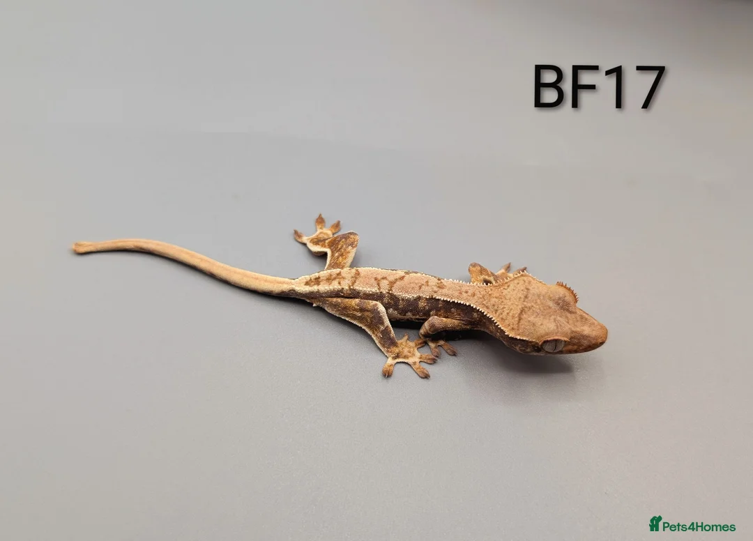 Gecko reptiles for sale: Tri Colour Lily White Crested Gecko CB26 - Advert 5