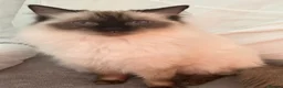 Mixed Breed cats for sale: Beautiful Ragdoll mix - Advert 5