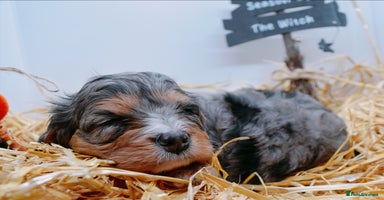 Cavapoo dogs - Advert 3