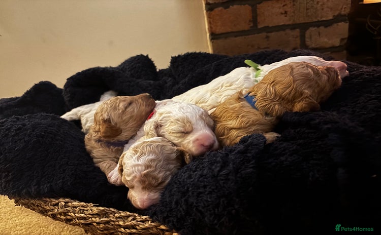 Cavapoochon dogs - Advert 1