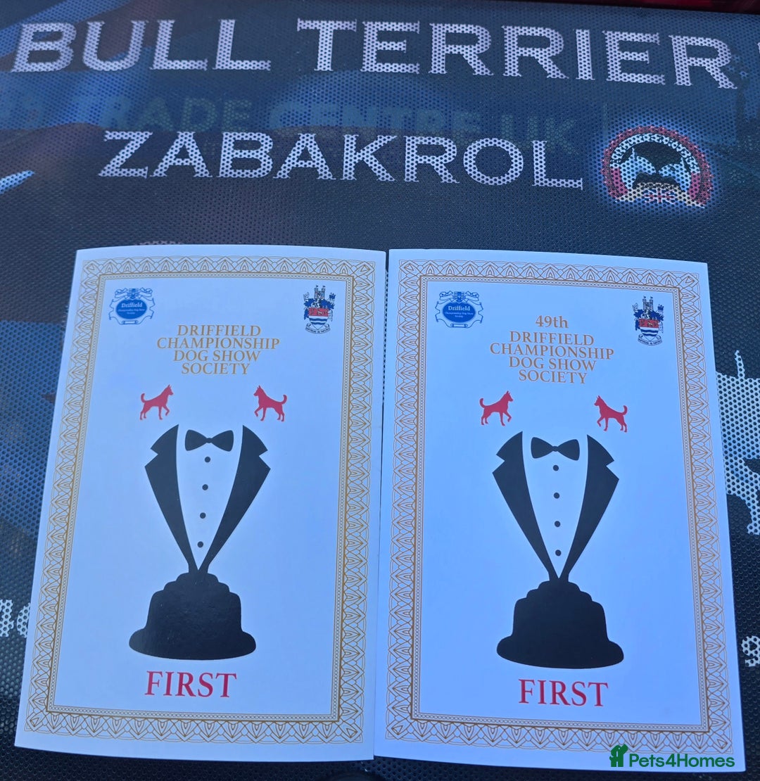 English Bull Terrier dogs for stud: Very strong pedigree , stud dog available now  - Image 10