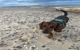 Mixed Breed dogs for sale: Dachshund Cross Pups - Image 8