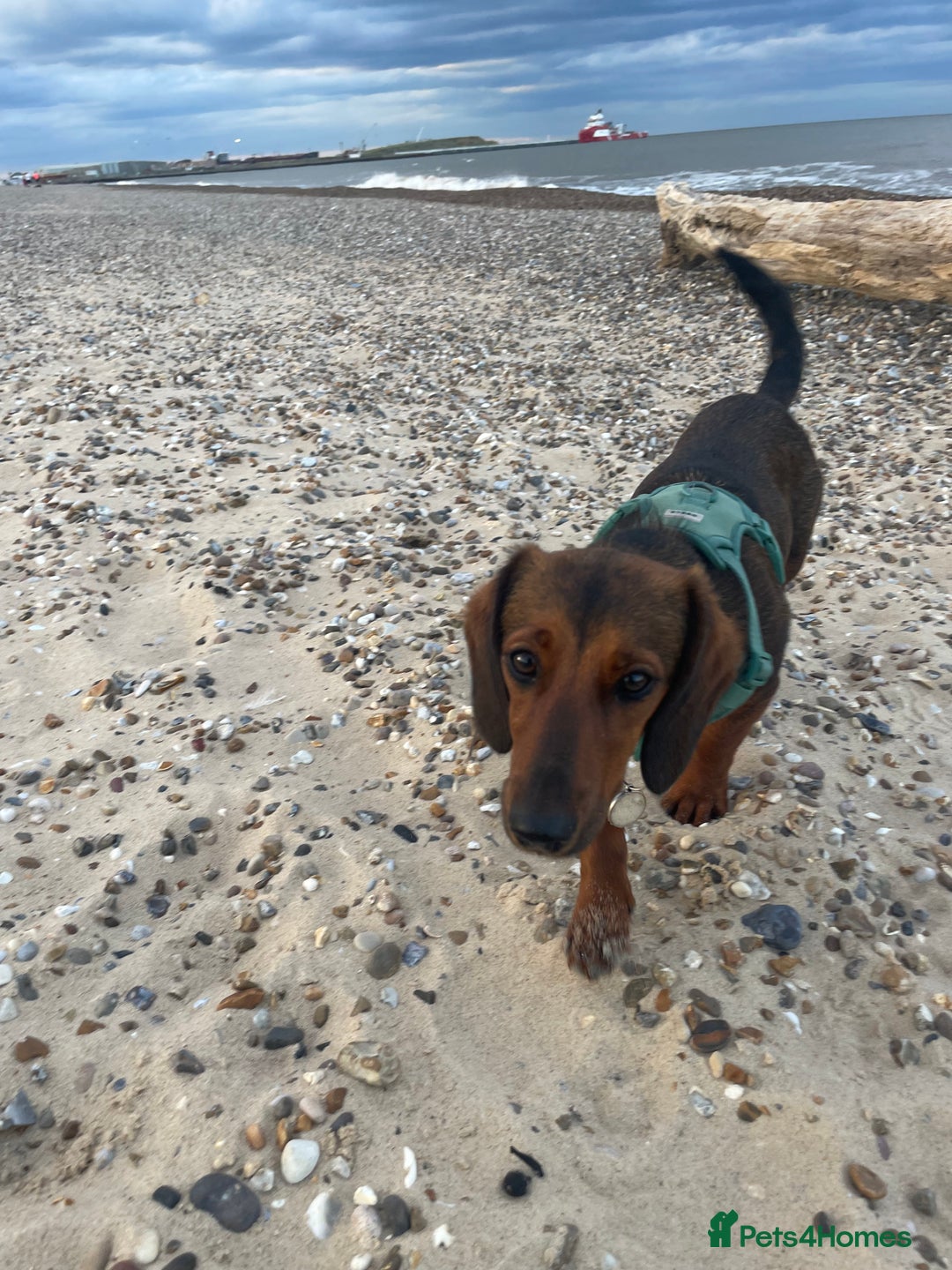 Mixed Breed dogs for sale: Dachshund Cross Pups - Image 8