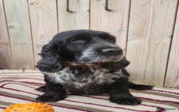 Cocker Spaniel dogs for sale: Show Cocker Spaniel  - Image 3