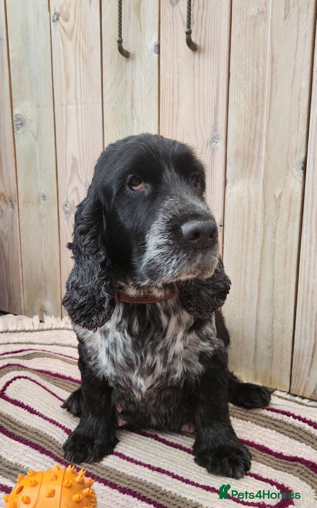 Cocker Spaniel dogs for sale: Show Cocker Spaniel  - Image 3
