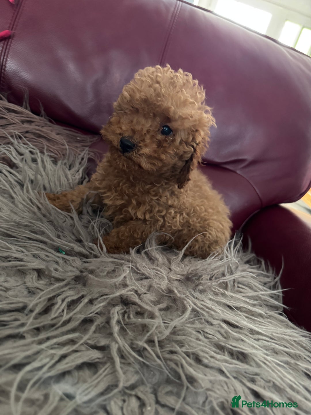 Toy Poodle dogs for sale: Red KC Toy Poodle Puppies. Ready Now!!  - Image 7