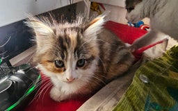 British Shorthair cats for sale: 3 Beautiful marked female kittens  - Advert 12