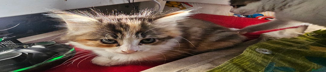 British Shorthair Kitten 3