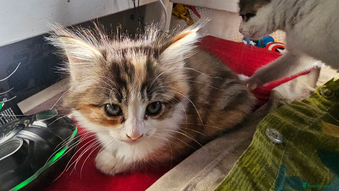 British Shorthair cats for sale: 3 Beautiful marked female kittens  - Advert 12