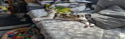 Domestic Shorthair cats for adoption: Kittens: George & Arthur - Cats in Crisis East Ldn - Advert 2
