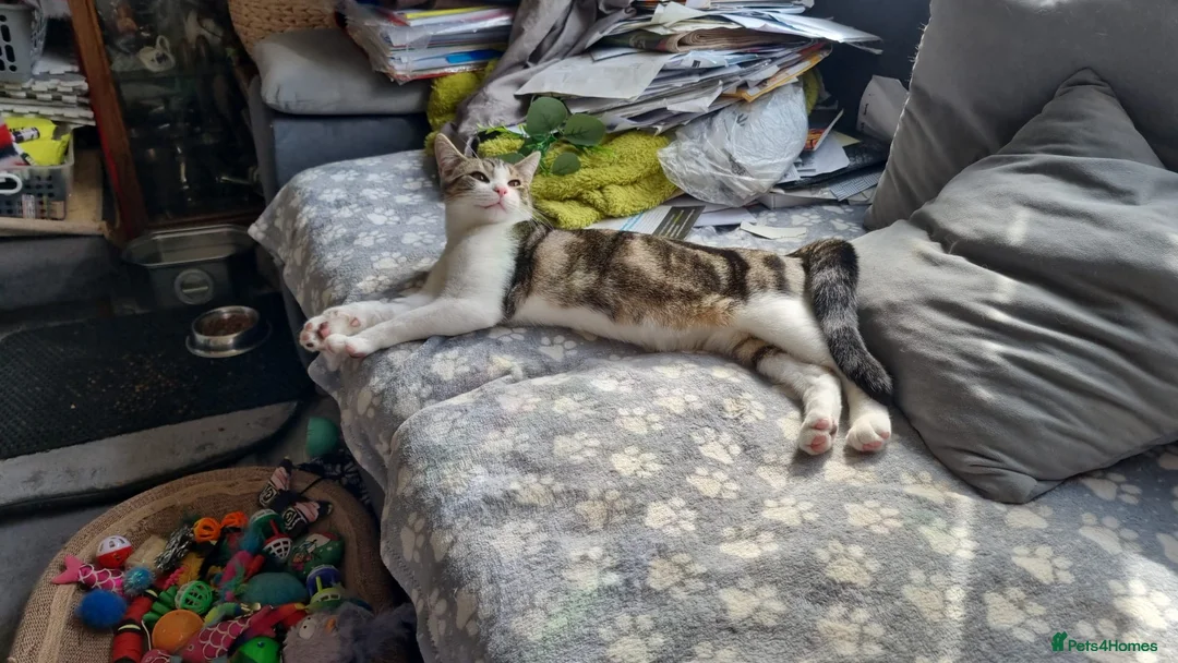 Domestic Shorthair cats for adoption: Kittens: George & Arthur - Cats in Crisis East Ldn - Advert 2