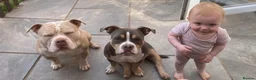 American Bully dogs for sale: Our Pocket Bully puppies  - Advert 36