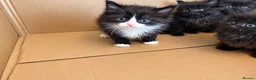 Mixed Breed cats for sale: 8 Beautiful Kittens Looking for Loving Homes  in Hull - Advert 10