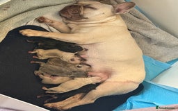 French Bulldog dogs for sale: Beautiful Pups – Looking for Their Forever Homes - Advert 3