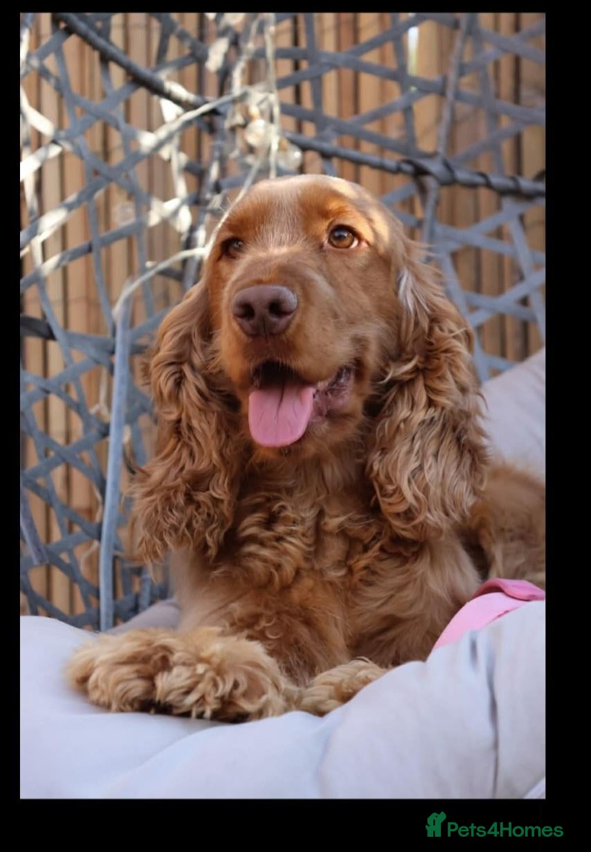 Cocker Spaniel dogs 1 boy remaining. Show type KC reg cocker spaniel. - Advert 2