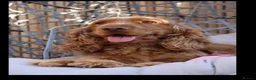 Cocker Spaniel dogs for sale: 1 boy remaining. Show type KC reg cocker spaniel. - Advert 2