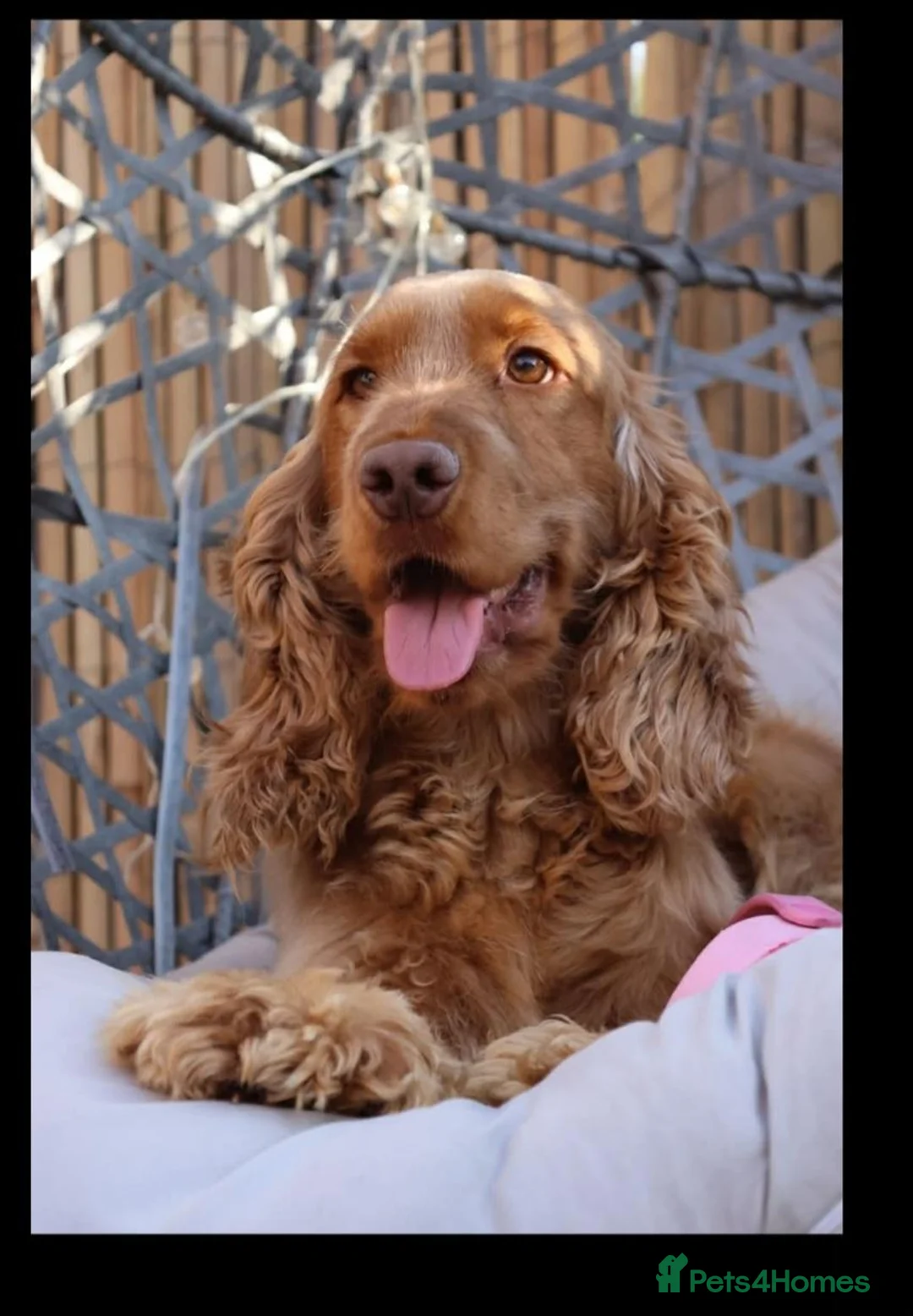 Cocker Spaniel dogs for sale: 1 boy remaining. Show type KC reg cocker spaniel. - Advert 2