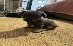 Chihuahua dogs for sale: Chihuahua - Image 6