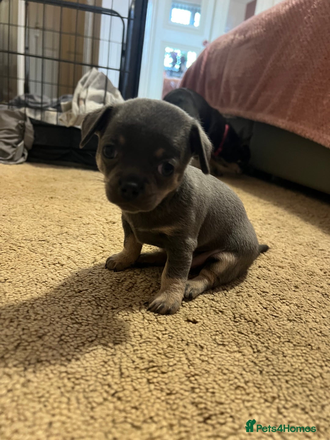 Chihuahua dogs for sale: Chihuahua - Image 6