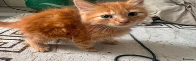 Mixed Breed 1