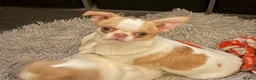 Chihuahua dogs for sale: Pedigree chihuahua  - Advert 2