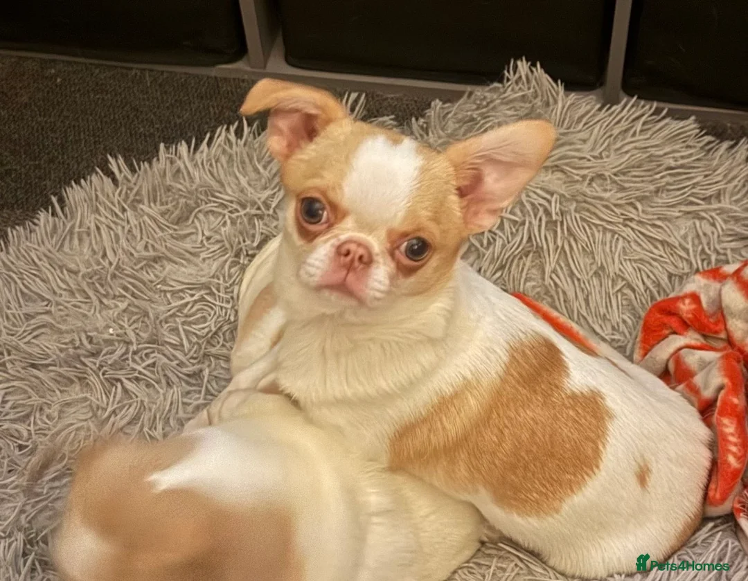 Chihuahua dogs for sale: Pedigree chihuahua  - Advert 2