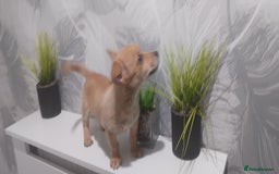 Chiweenie dogs for sale: Ready now chi x Dachshund boy - Image 2