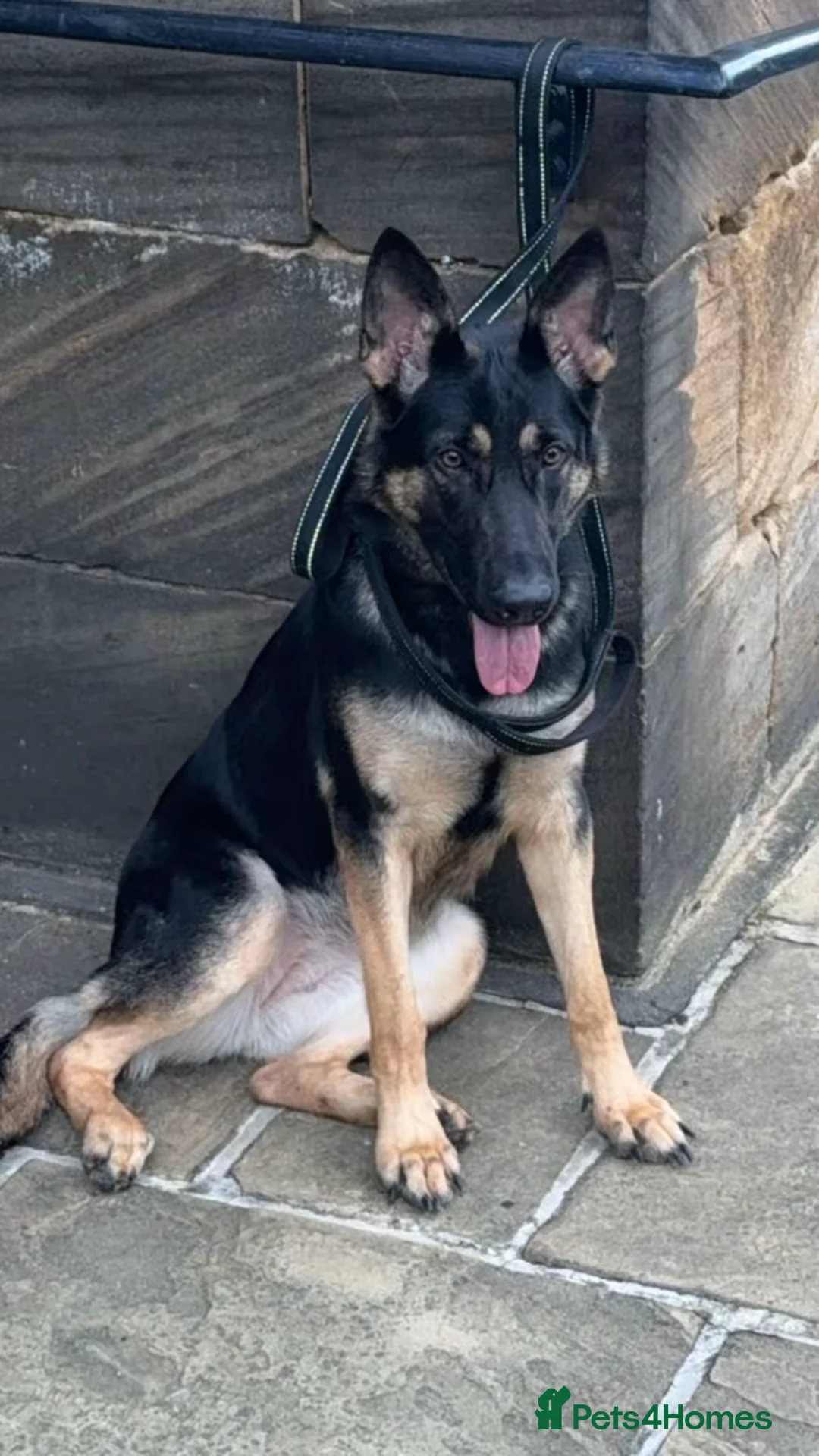 Mixed Breed birds for sale: German Shepherd - Advert 6