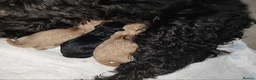Cavapoo dogs for sale: Stunningly gorgeous Cavapoo puppies for sale  - Advert 2