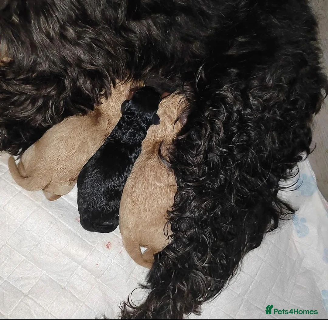 Cavapoo dogs for sale: Stunningly gorgeous Cavapoo puppies for sale  - Advert 2