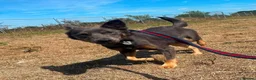 Mixed Breed dogs for adoption: Sheena - Stowmarket Suffolk  in Stowmarket - Advert 18