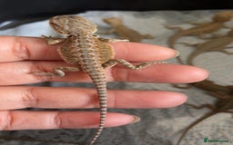 Bearded Dragon reptiles for sale: Baby bearded dragons hypo, trans, leatherback  - Image 6