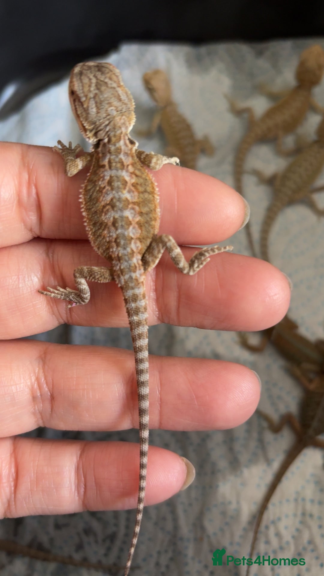 Bearded Dragon reptiles for sale: Baby bearded dragons hypo, trans, leatherback  - Image 6