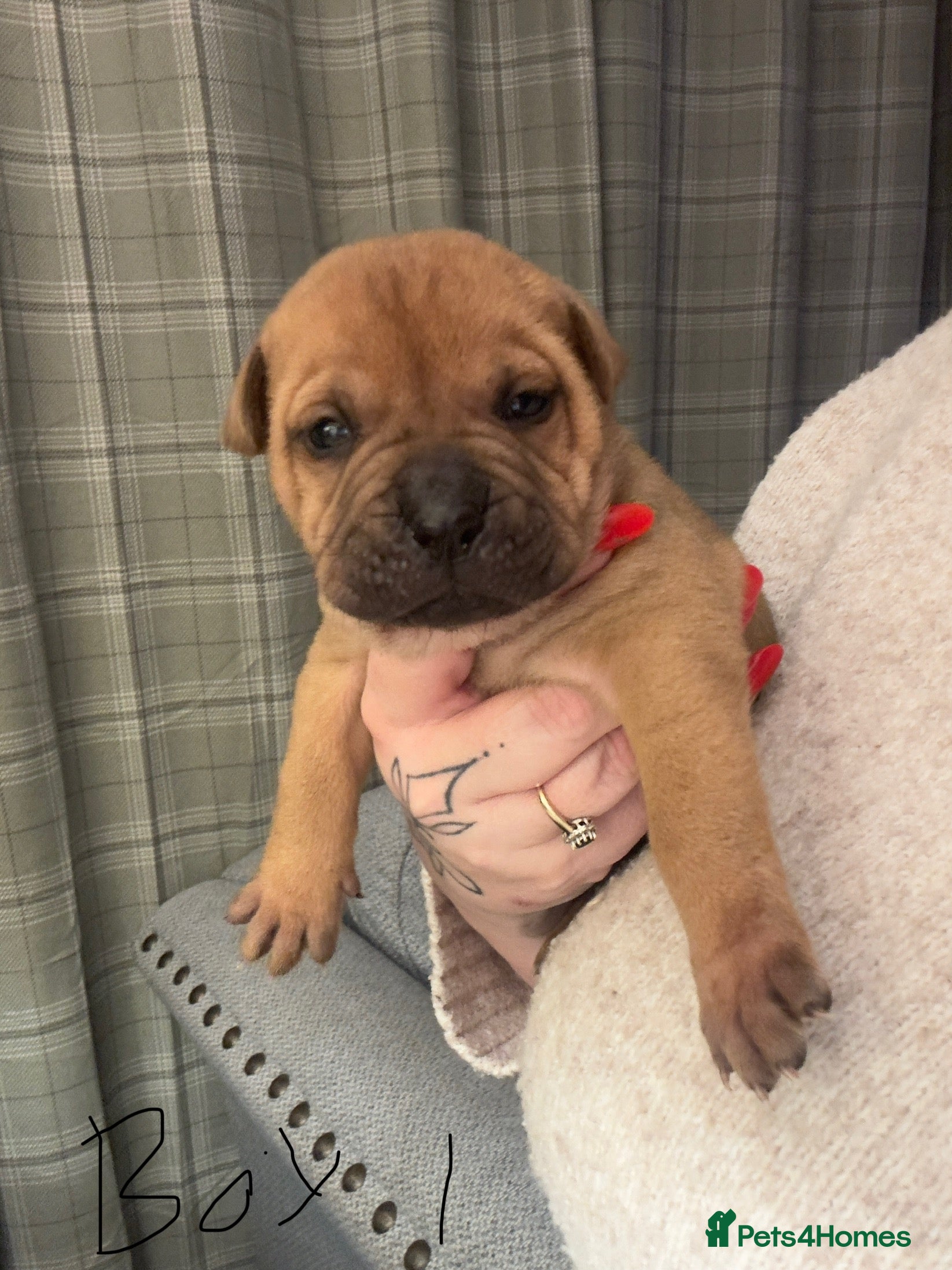 Mixed Breed dogs Bull Pei puppies - Advert 4