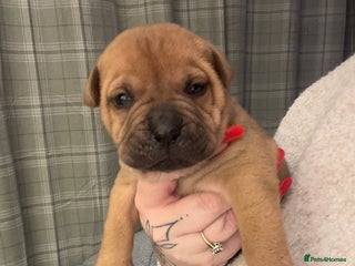 Mixed Breed dogs Bull Pei puppies - Advert 5