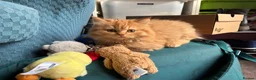 British Longhair cats for sale: 2 Beautiful British Longhair boys  - Advert 3
