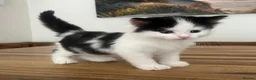 Persian cats for sale: Beautiful Persian Kittens Ready for Forever Homes - Advert 33