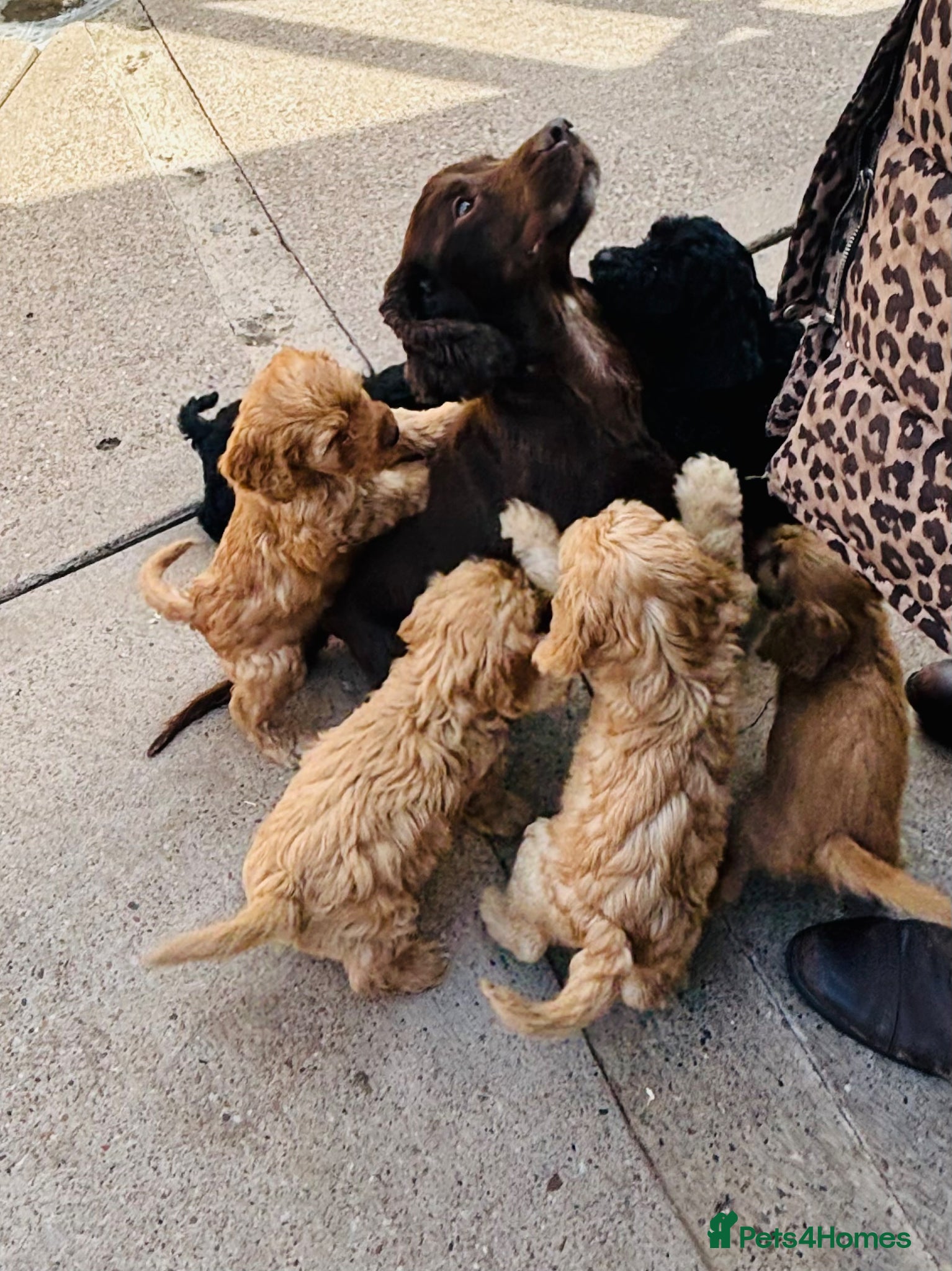 Cockapoo dogs Beautiful Cockapoo Babies  - Advert 1