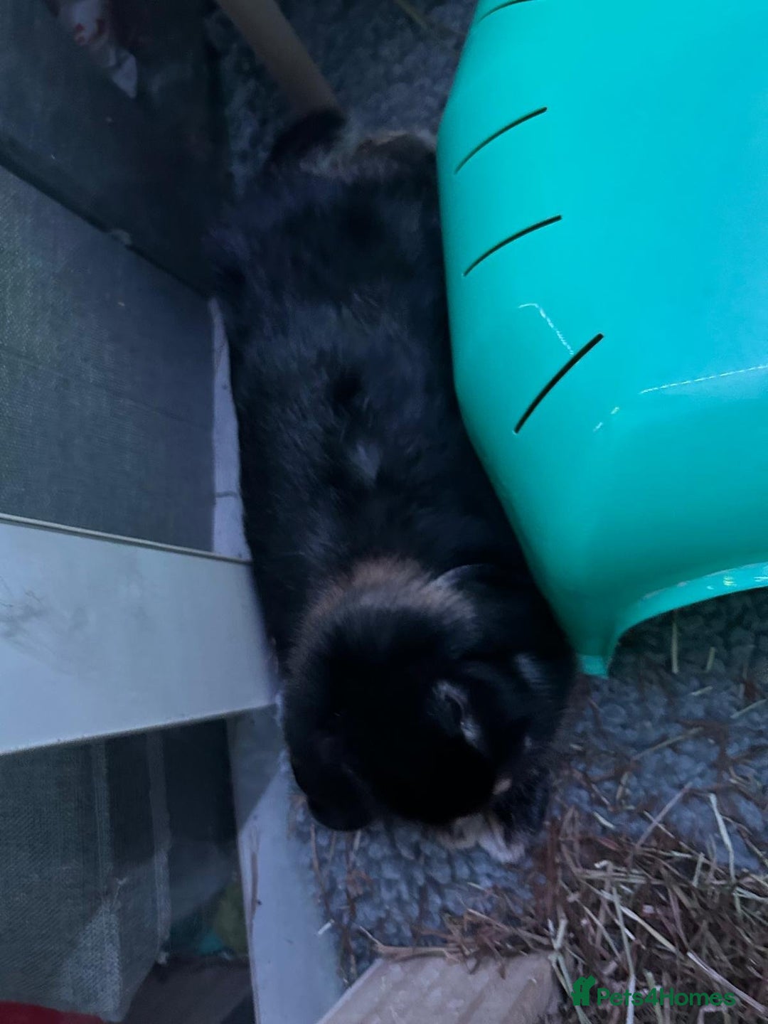 Mini Lop rabbits for sale: Bonded pair mini lop rabbits  - Image 4