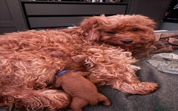 Cavapoo dogs for sale: Playful, affectionate, red Cavapoo puppies  - Image 31