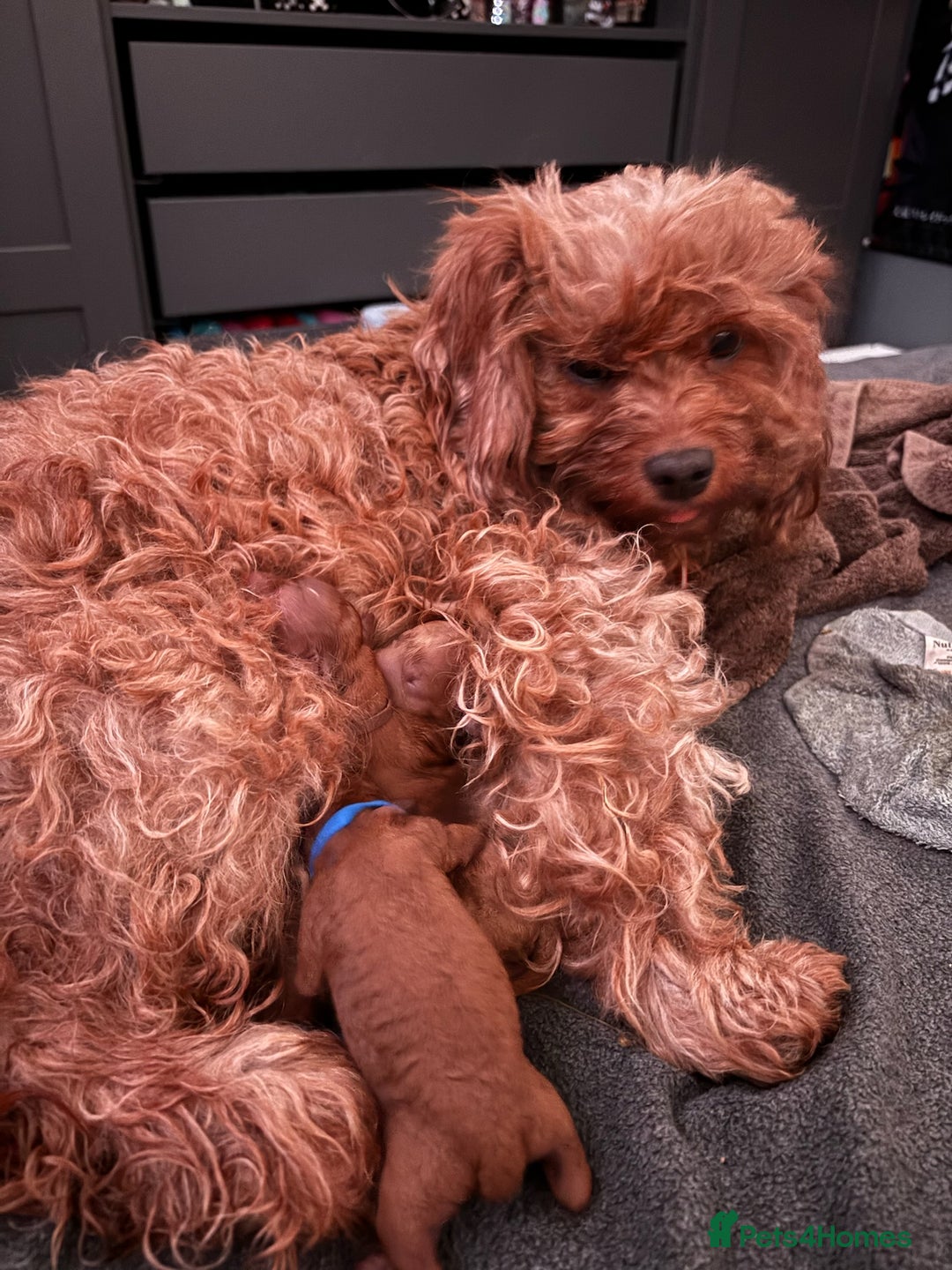 Cavapoo dogs for sale: Playful, affectionate, red Cavapoo puppies  - Image 31