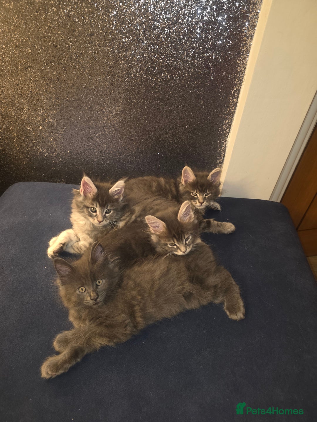 Maine Coon cats for sale: Maine Coon kittens  - Advert 2