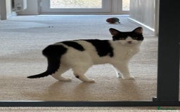 Domestic Shorthair cats for sale: Nyx - Shorthair Domestic  - Image 3