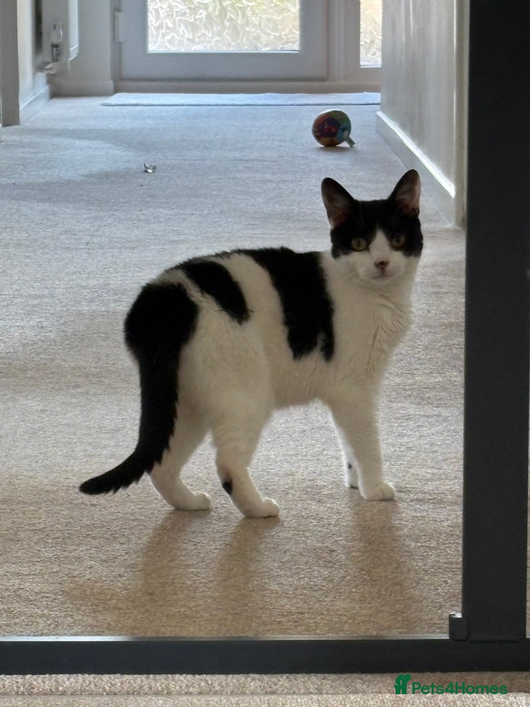 Domestic Shorthair cats for sale: Nyx - Shorthair Domestic  - Image 3