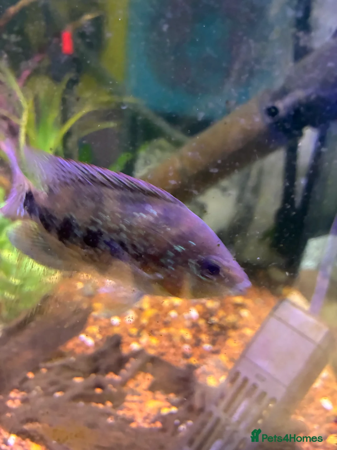 Cichlids fish for sale: Blood parrot x marble veija  - Advert 9