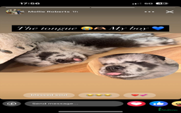 Chow Chow dogs for sale: Beautiful merle chow chow puppy  - Image 2