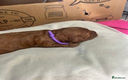 Cavapoo dogs for sale: 7 gorgeous F1b Cavapoo Puppies (4 girls & 3 boys)  - Image 6