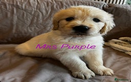 Golden Retriever dogs for sale: Adorable pedigree Golden Retriever puppies  - Image 14